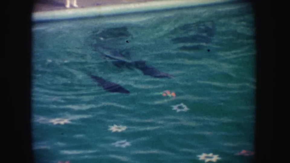 1962 California home-movie frame showing seals moving below the surface in a decorated performance pool.