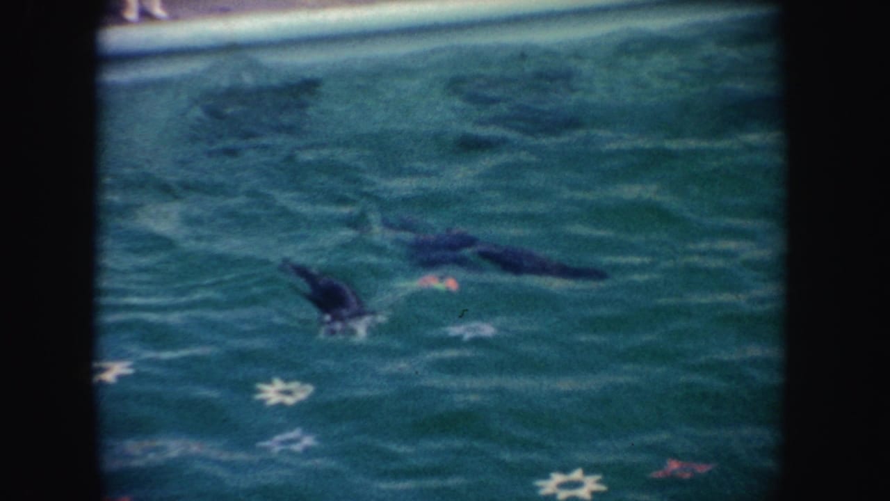 1962 California 8mm frame showing seals swimming in a turquoise zoo or marine park pool with white star shapes on the floor.