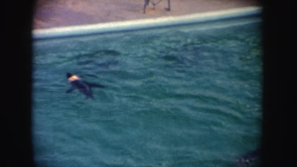 1962 California frame showing a seal swimming in a turquoise pool with partial visitor legs visible beyond the pool coping.