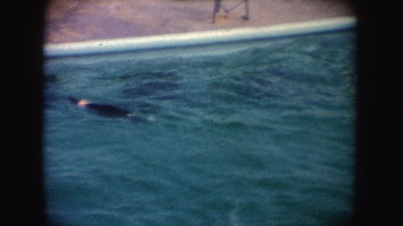 1962 California 8mm frame showing a seal swimming in a blue pool during an apparent aquatic animal performance.