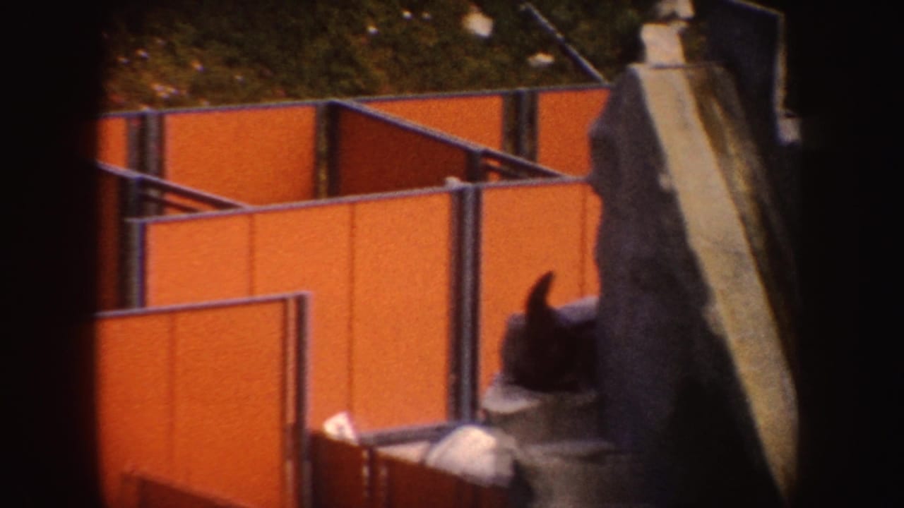 Seal perched beside artificial rockwork and orange enclosure walls.