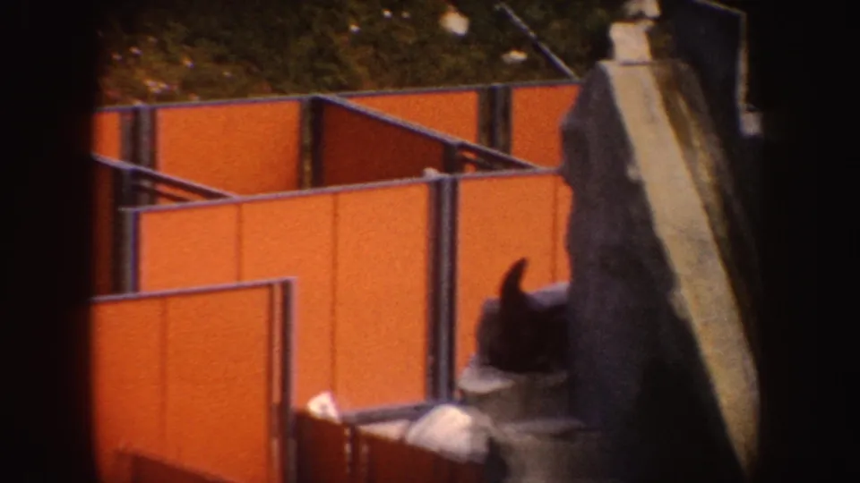 1962 California home-movie frame showing a seal near rockwork inside an orange-walled zoo enclosure.