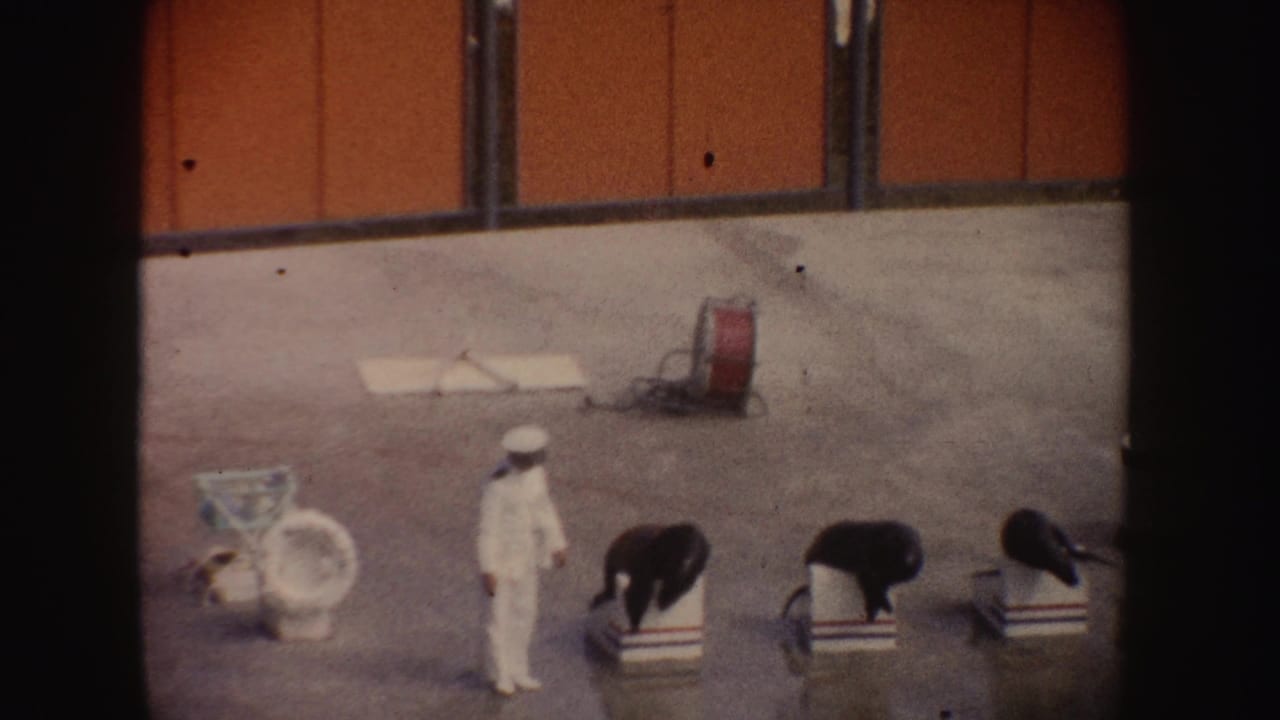 Trainer stands between sea lions on platforms near the pool area.