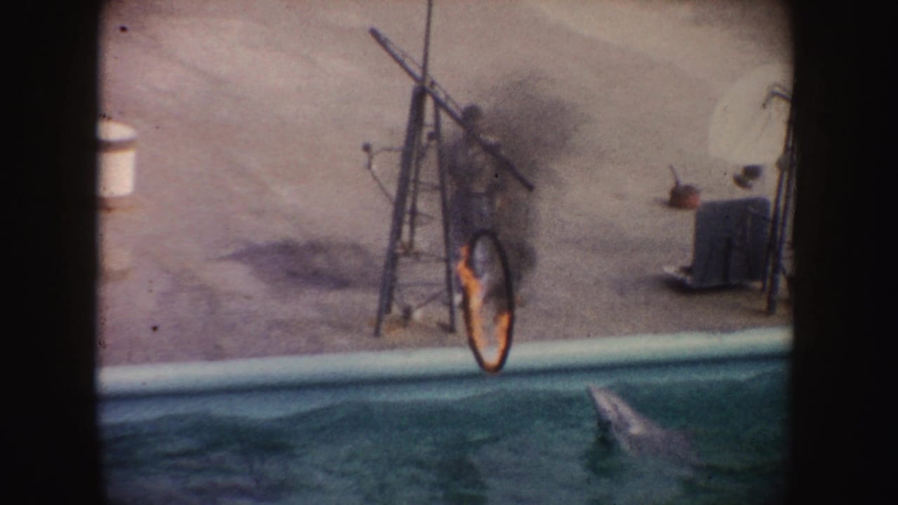 Dolphin leaps from the pool toward a flaming ring while the trainer stands nearby.