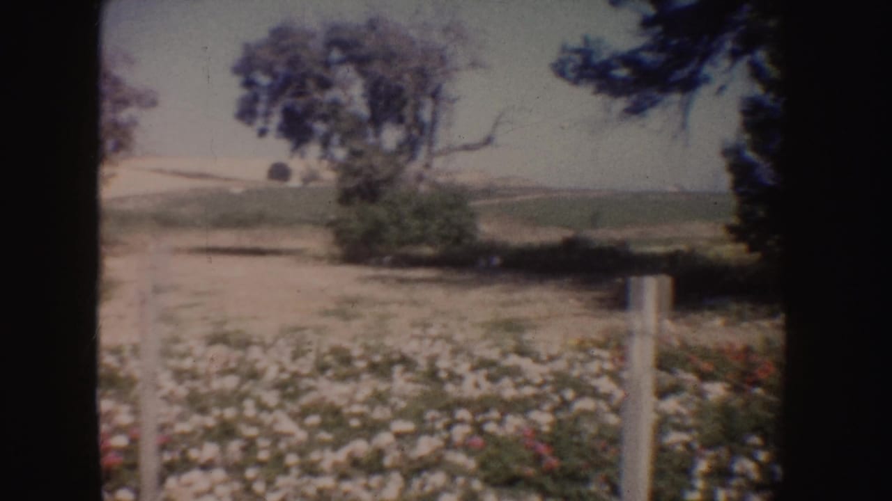 Flowering ground and a tree line with open fields in the distance.