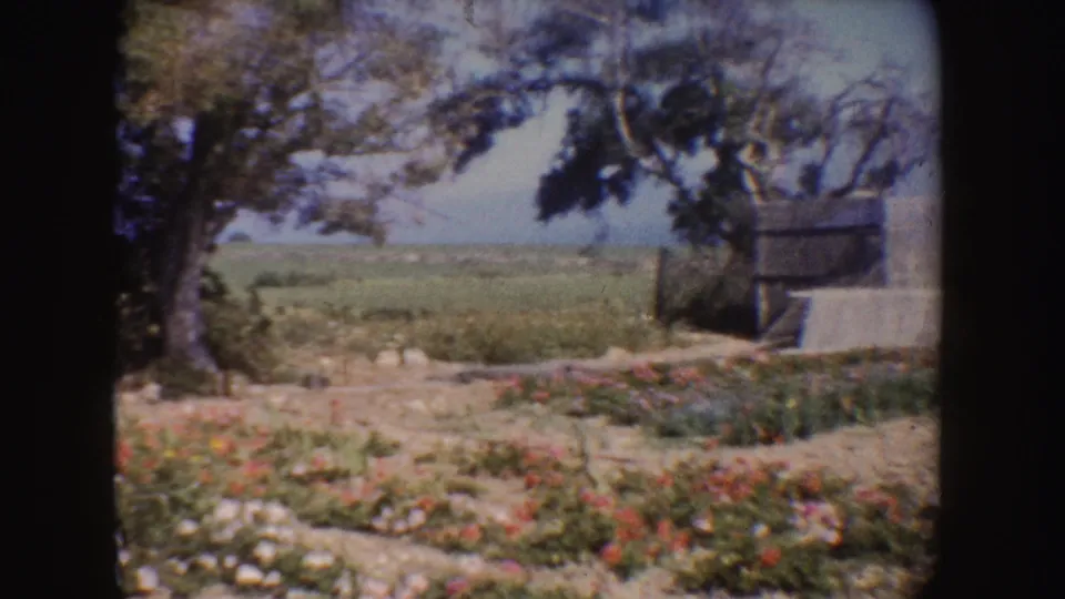 1962 California home-movie frame with a large tree, flower bed, open fields, distant hills, and a small shed-like structure at the right edge.
