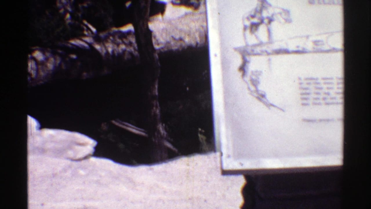 1969 Arizona 8mm frame with the right side of an interpretive plaque visible near pine trunks, pale rocks, and shaded forest ground.