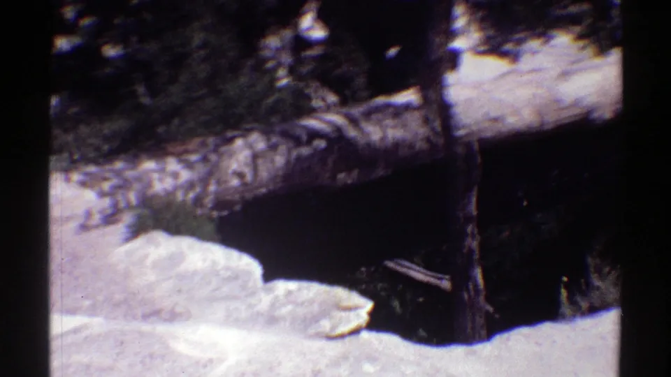 1969 Arizona 8mm frame showing a fallen pine log across rocky forest ground, with dark trees and brush in the background.
