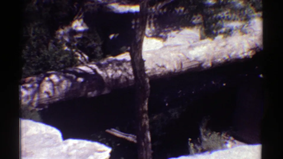 1969 Arizona 8mm frame holding on a fallen pine log, nearby trunk, pale rocks, and shaded brush in a rustic forest setting.