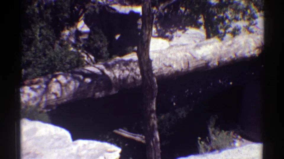1969 Arizona home-movie frame with a fallen log crossing a dark stream bed, bordered by pale rock and leafy trees.