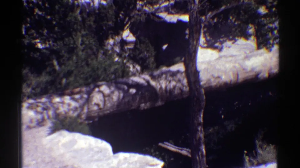1969 Arizona 8mm view of a fallen tree over a rocky stream area, with shrubs and sunlit branches filling the frame.