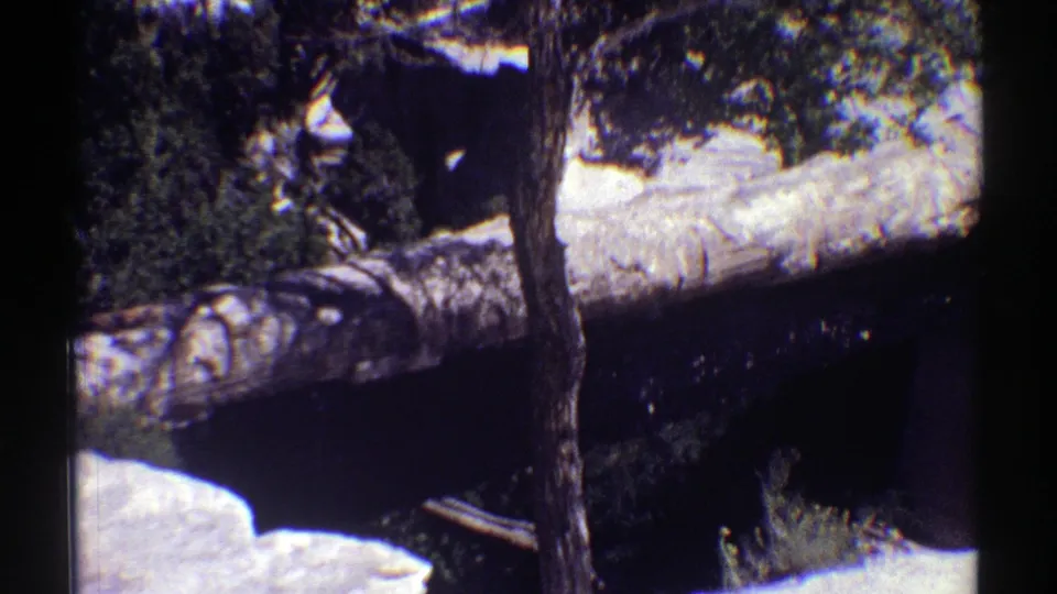 1969 Arizona home-movie frame showing a fallen trunk, dark stream or shadow, pale rock surfaces, and surrounding trees.