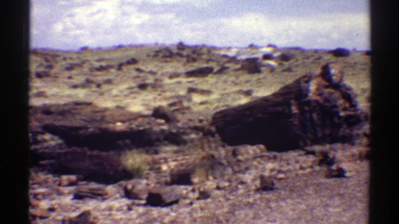 Petrified wood log and scattered rocks across an open desert landscape with sparse brush.