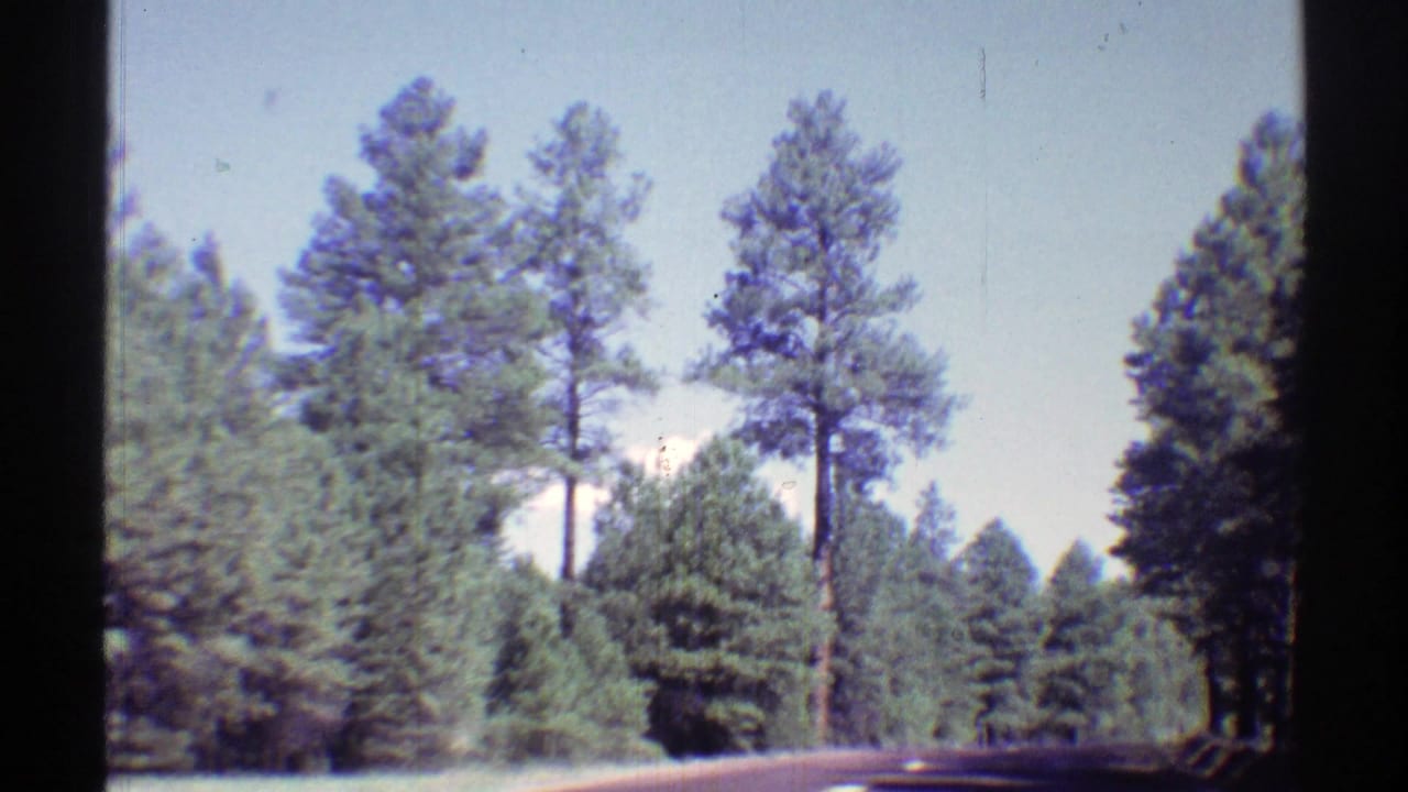 Pine trees and blue sky seen from a moving vehicle on a forest road.
