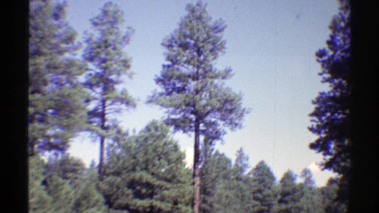 Soft 8mm frame from the Arizona drive showing pine trunks, treetops, and pale blue sky.