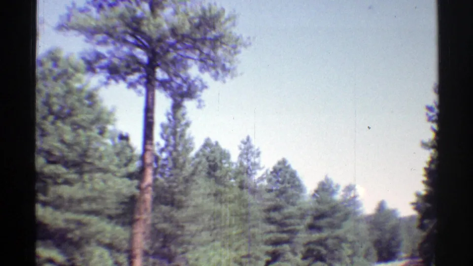 1969 Arizona road-view frame with a nearby pine trunk, layered forest, and bright sky.