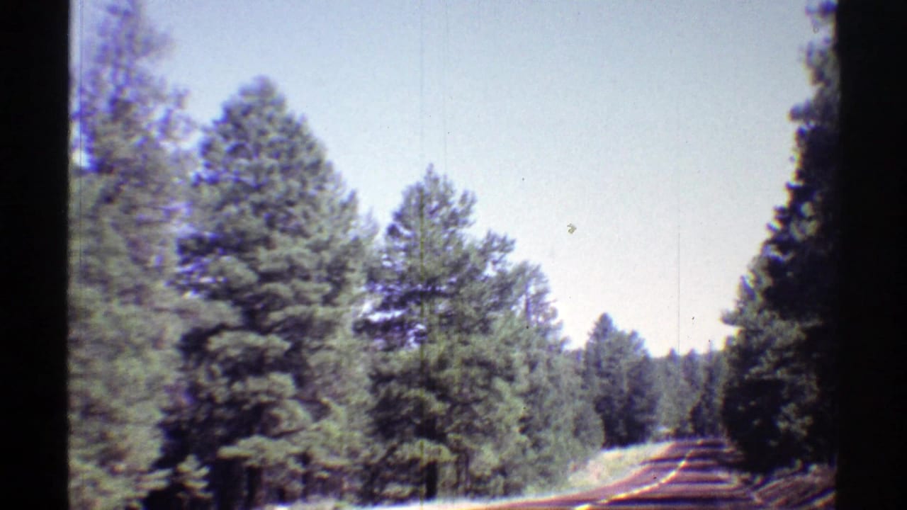 Paved road running through tall pine forest under a bright sky.