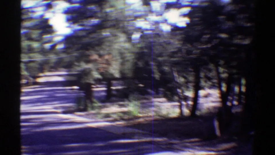 Late-1960s 8mm frame of a shaded roadside pan, showing trees, brush, and streaked sunlight along the road.