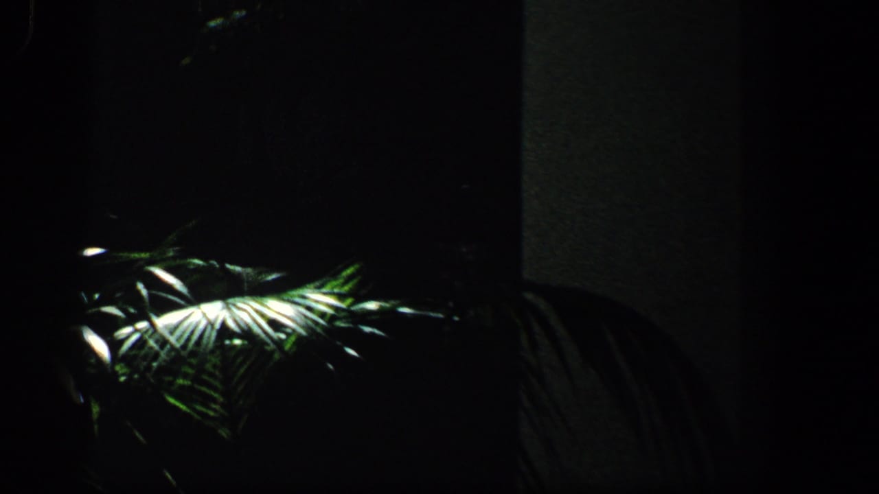 1961 Baltimore home-movie frame showing palm leaves and dense greenery in deep shadow, with bright sunlight catching the fronds near a dark wall or window edge.