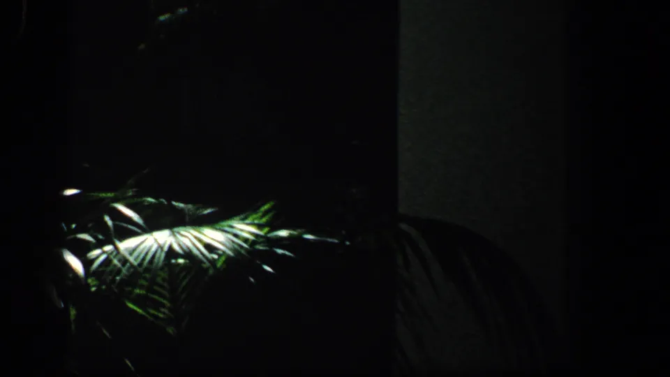 1961 Baltimore home-movie frame showing palm leaves and dense greenery in deep shadow, with bright sunlight catching the fronds near a dark wall or window edge.