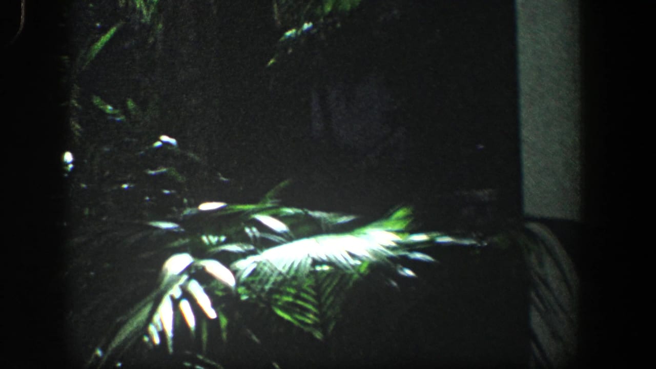 Sunlit palm leaves and layered foliage beside a dark vertical structure.