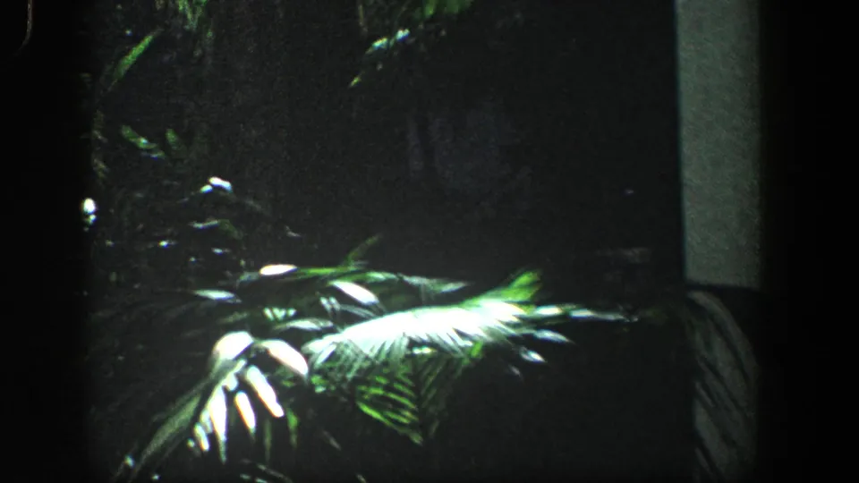 1961 Baltimore 8mm frame with bright green palm fronds and overlapping tropical leaves set against a dark, shadowed garden background.