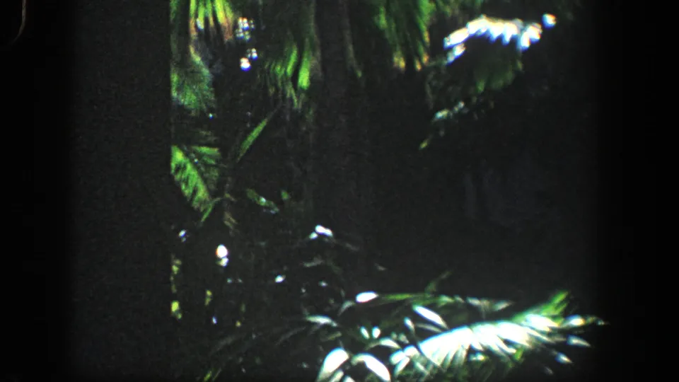 1961 Baltimore home-movie frame looking into dense tropical planting, with palm fronds, broad leaves, and patches of bright sunlight across the foliage.