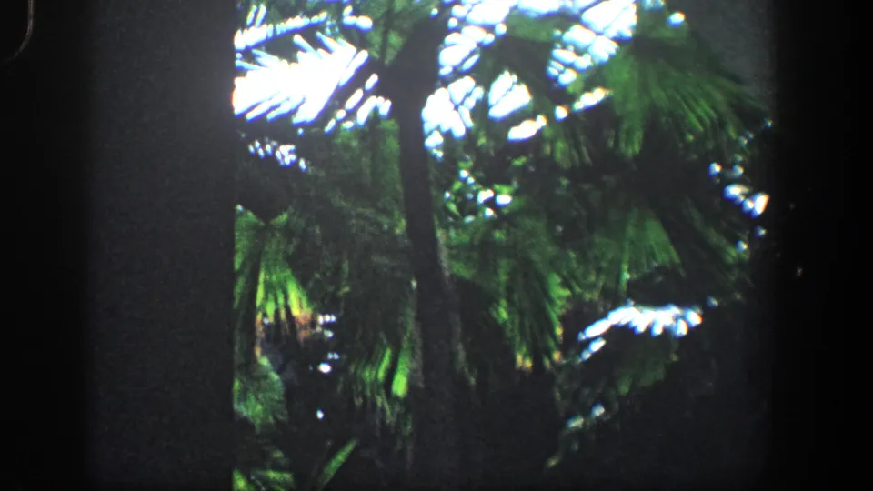 1961 Baltimore 8mm frame showing a cluster of palm fronds and tropical leaves, with strong highlights on the greenery and dark architectural edges behind them.