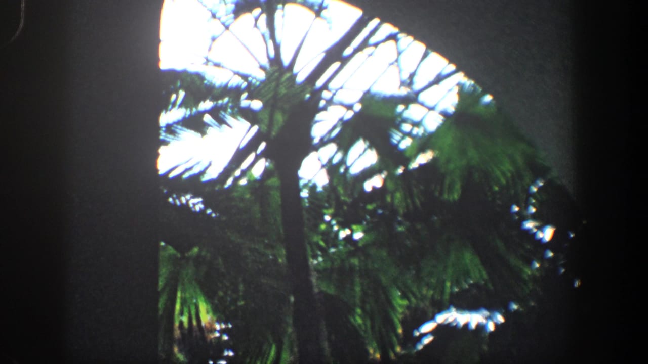 1961 Baltimore home-movie frame showing palm fronds before bright arched stained-glass windows in a shadowed interior.