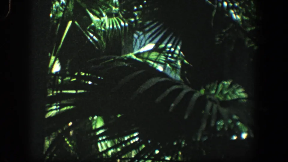 Shadowed 1961 8mm view of palm-like foliage and broad leaves, likely filmed in the Baltimore-area home-movie context.