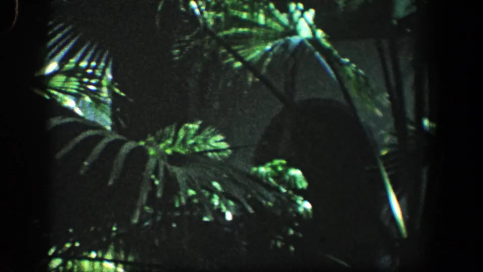 Grainy 1961 8mm frame of dense green foliage with broad leaves and deep shadows, with no people or structures visible.