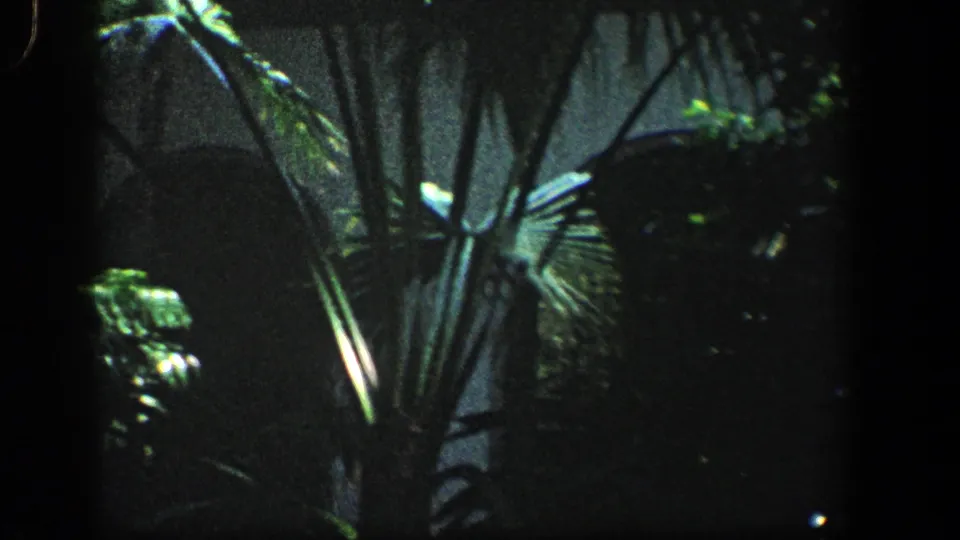 1961 8mm view of tall plant stems and fan-shaped leaves in a dark, enclosed-looking vegetated setting.