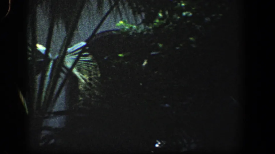 1961 8mm frame with a dark partial view of trees and a building edge near the Pan American Union exterior.