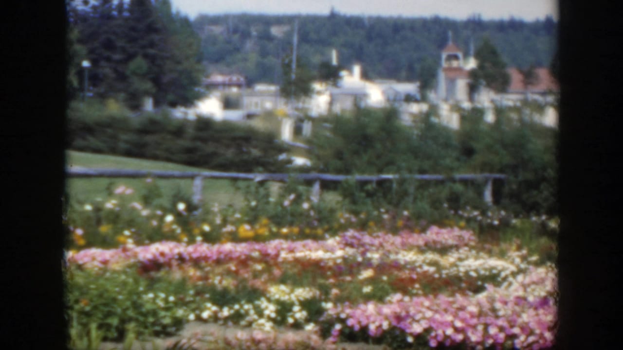 1950 Montreal home-movie view of pink and white garden flowers with a fence, pale buildings, and a wooded ridge beyond.
