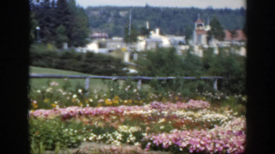 1950 Montreal home-movie view of pink and white garden flowers with a fence, pale buildings, and a wooded ridge beyond.