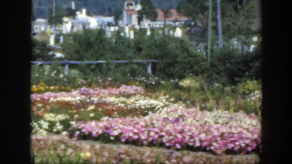Color 8mm frame from 1950 Montreal showing pink and white flowers, greenery, fence rails, and distant buildings softened by the scan.