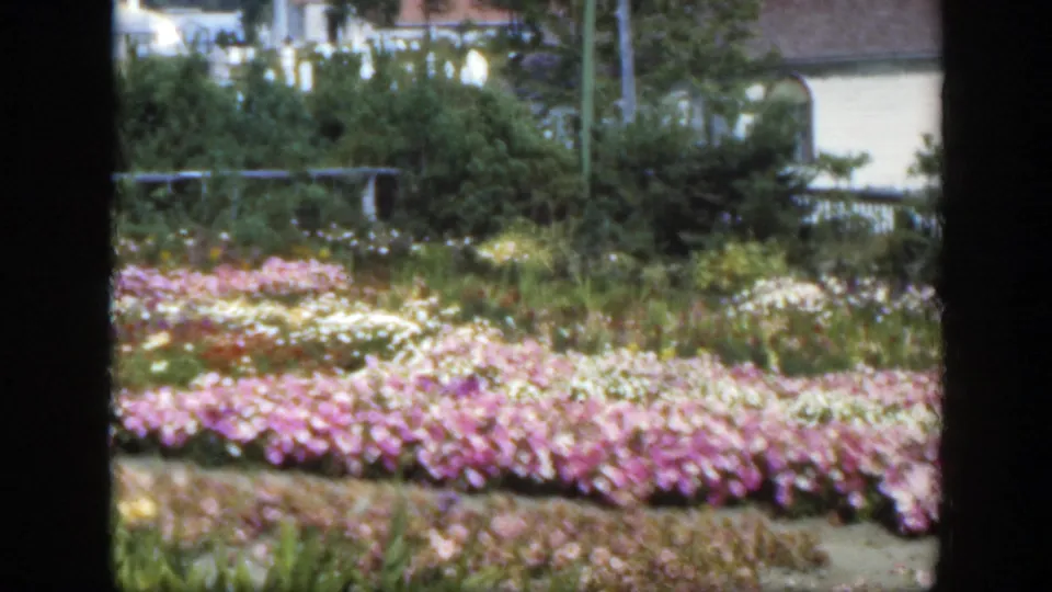 1950 Montreal garden frame with curved rows of pink and white flowers, dense shrubs, fence rails, utility poles, and background buildings.