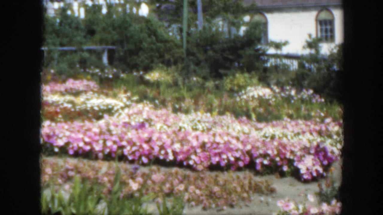 Flower beds with pink and white blooms beside a sandy path, with a pale house behind foliage.