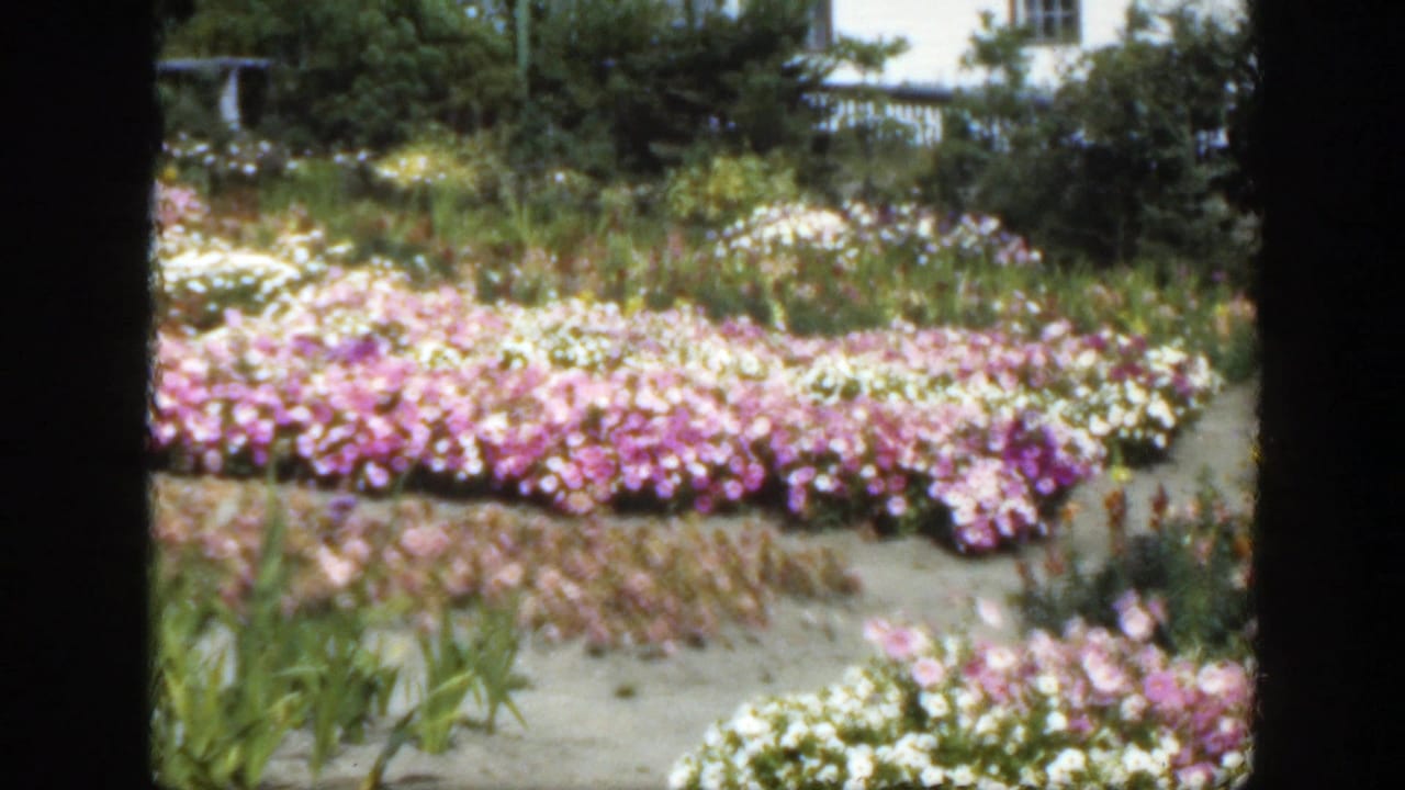 1950 Montreal garden view with dense pink and white blooms, green planting, sandy paths, and a pale house beyond the beds.