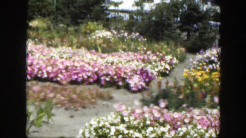 1950 Montreal home-movie frame of pink, white, and yellow garden flowers arranged beside sandy paths and dense greenery.