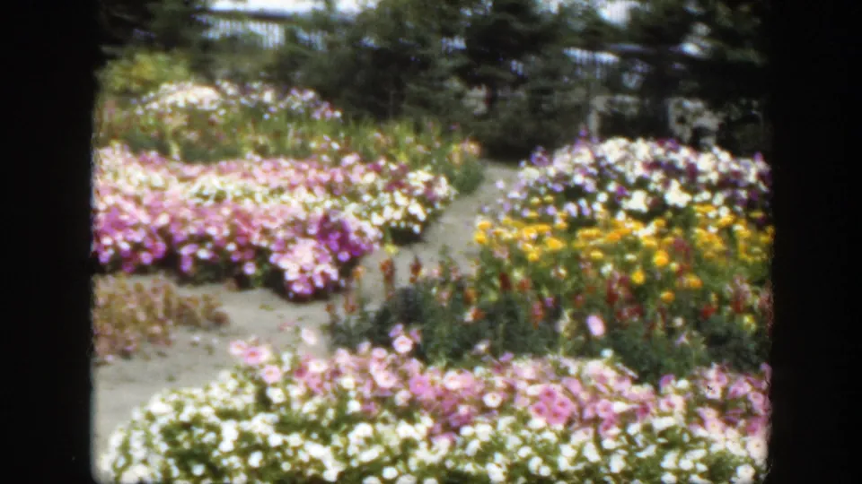 1950 Montreal garden scene showing pink, white, and yellow flower beds, sandy walkways, and surrounding trees in soft 8mm color.