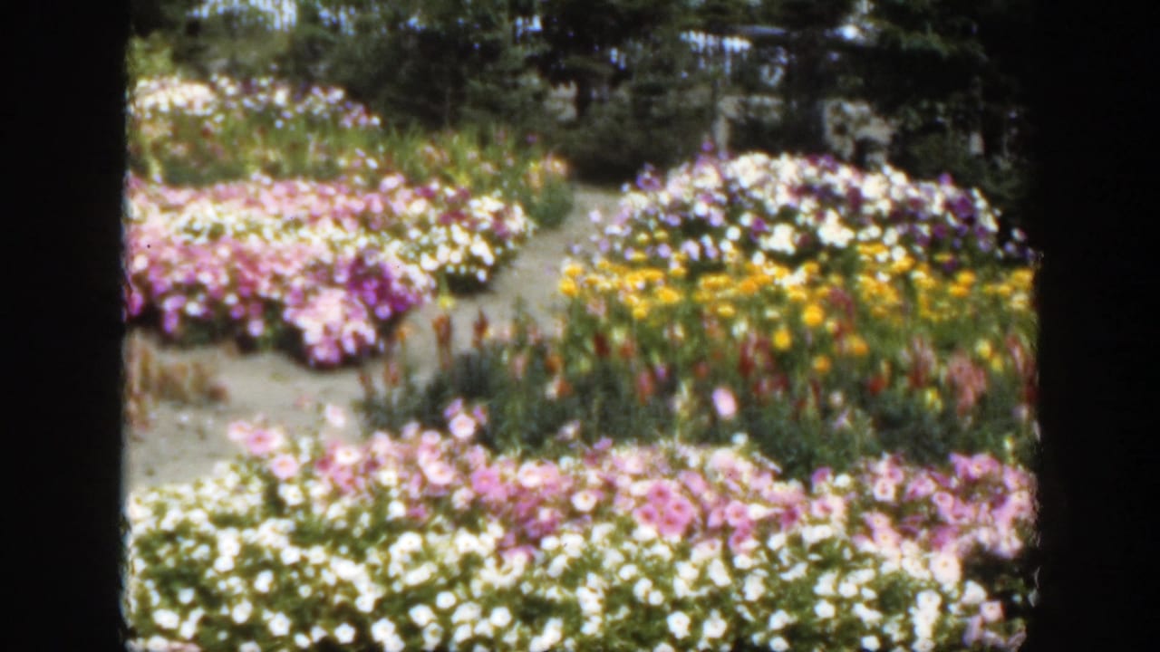 1950 Montreal 8mm frame showing dense flower beds in pink, white, and yellow beside a winding garden path.