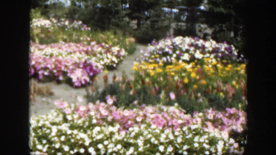 1950 Montreal 8mm frame showing dense flower beds in pink, white, and yellow beside a winding garden path.