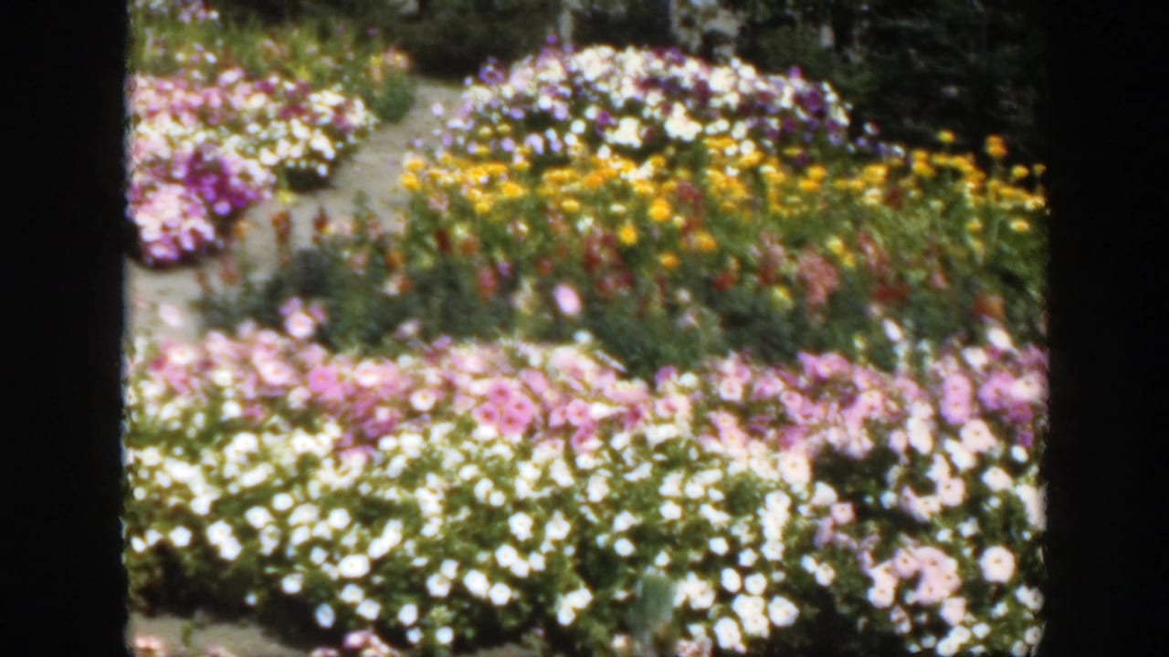 1950 Montreal garden view with layered beds of white, pink, yellow, and purple flowers framed by foliage.
