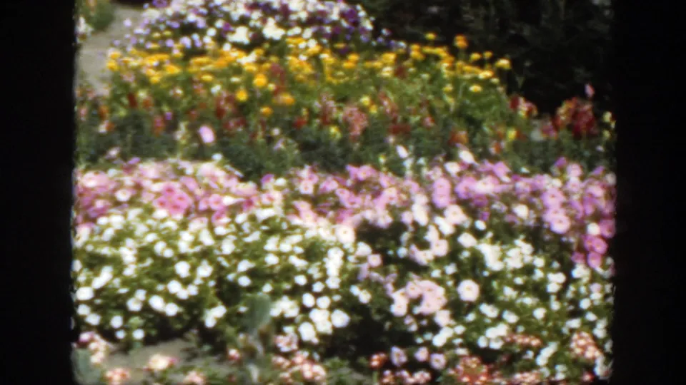1950 Montreal park frame showing dense white and pink flower beds with yellow blooms deeper in the garden.