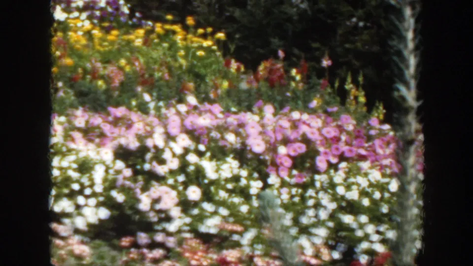 1950 Montreal 8mm still of pink and white flower beds, yellow blooms, green foliage, and dark film borders.