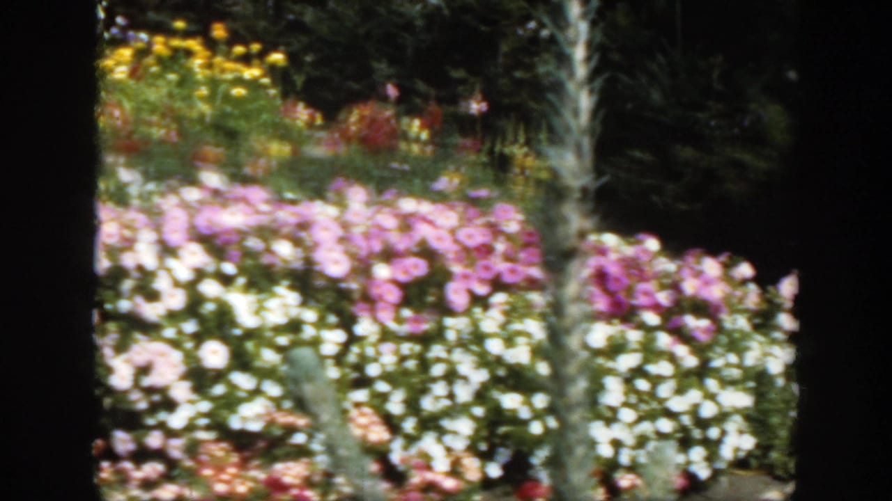 Soft-focus flower bed with pink, white, and yellow blooms behind dark film edges.