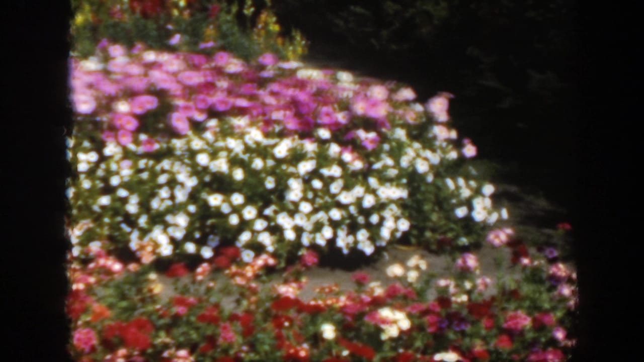 Colorful flower bed with pink, white, red, and yellow blossoms in a garden setting.
