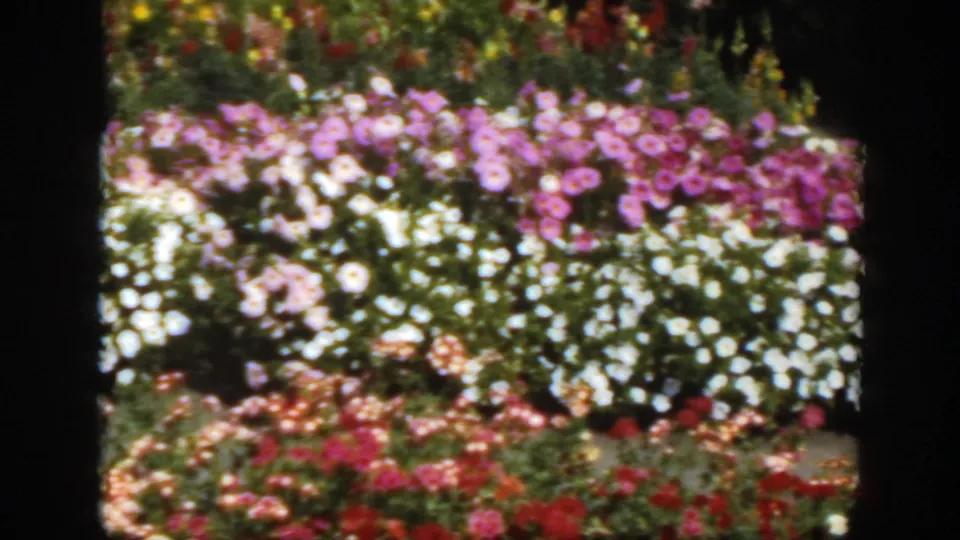1950 Montreal 8mm frame of a dense flower bed, with pink and white blooms across the center and red flowers below.