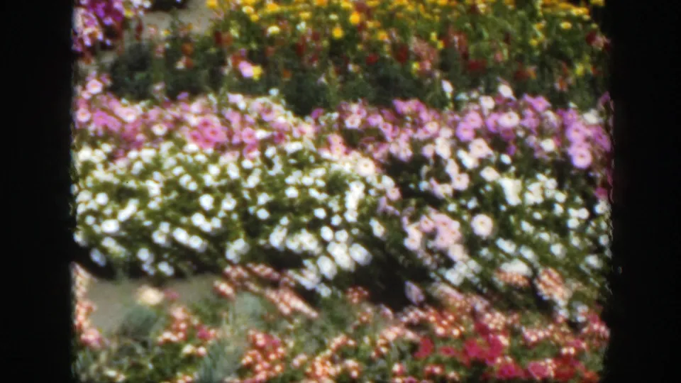 1950 Montreal home-movie frame showing a colorful blooming flower bed with soft 8mm focus and dark film-frame borders.